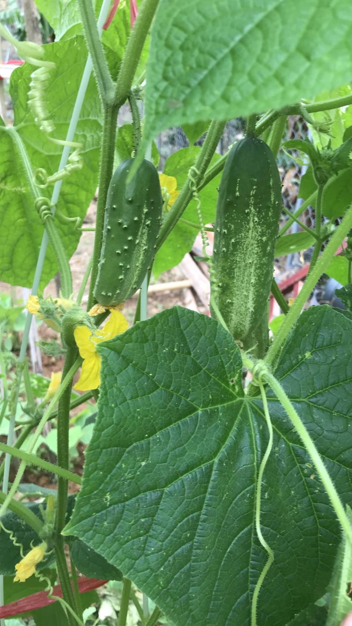 Bee Lucky Homestay Hien Hao Dış mekan fotoğraf